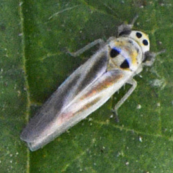 Zyginidia scutellaris